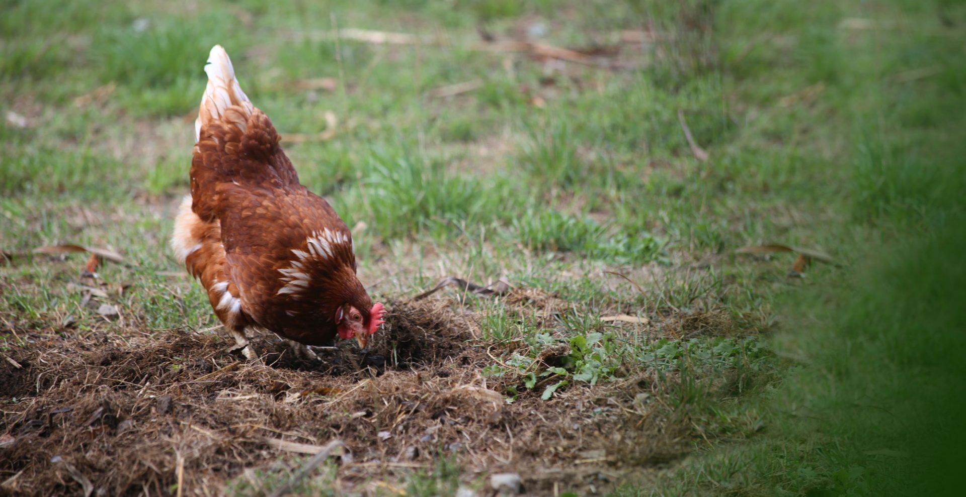 Scharrendes Huhn